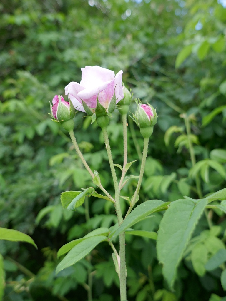Side view of flower, stem, leaves