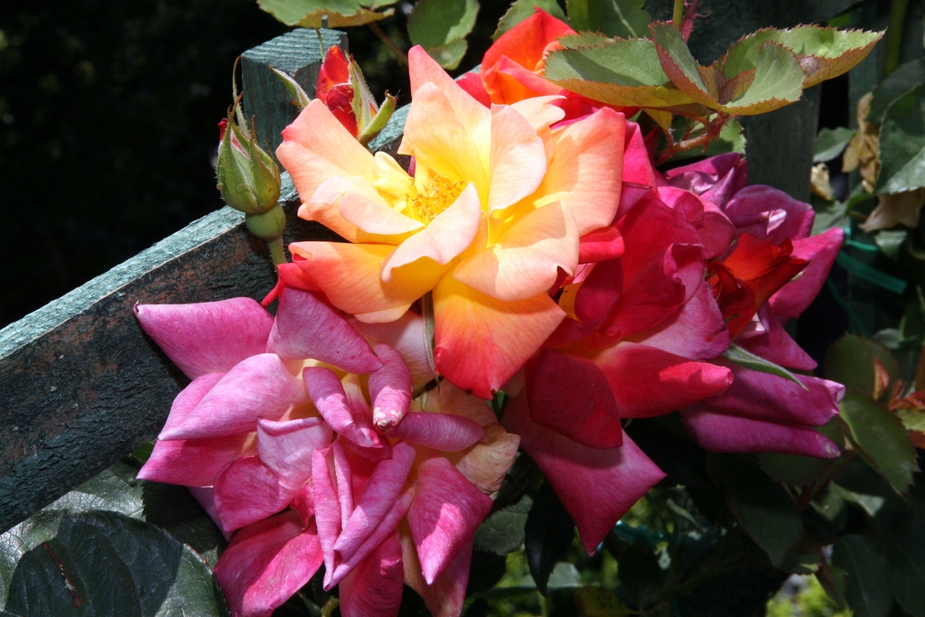 Multi-colored flowers