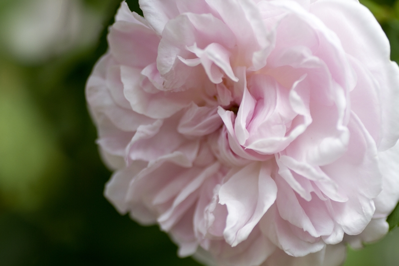 Close-up of a pale pink, divided rose flower.