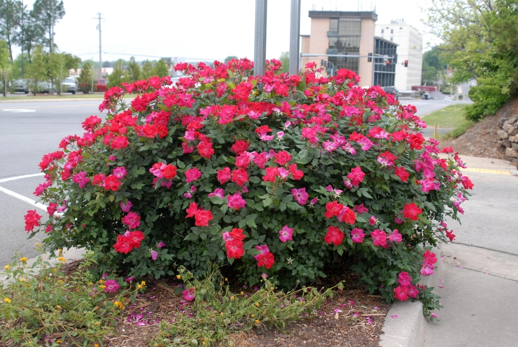 Double red flowers and form