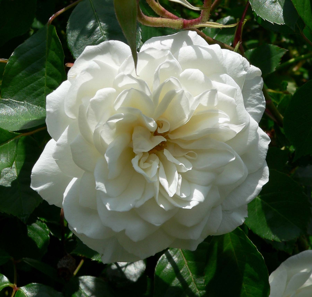 Flower detail