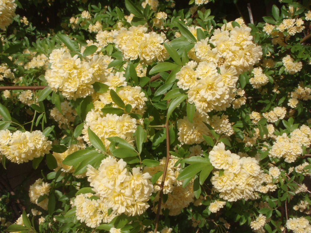 Flower and Leaves