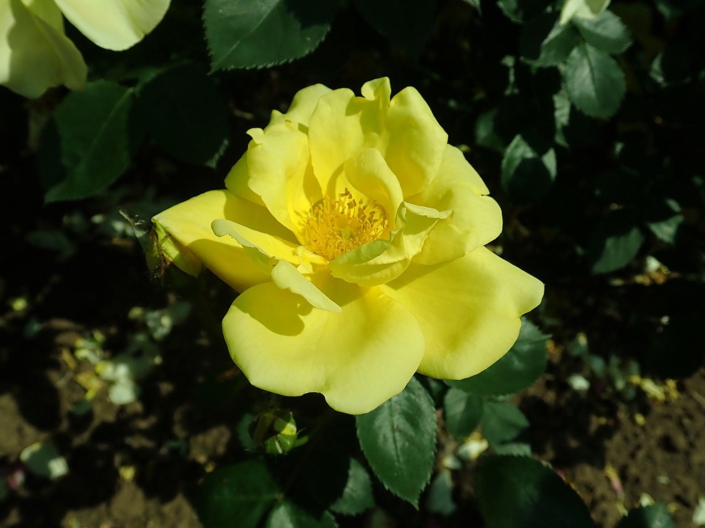 Close up of flower