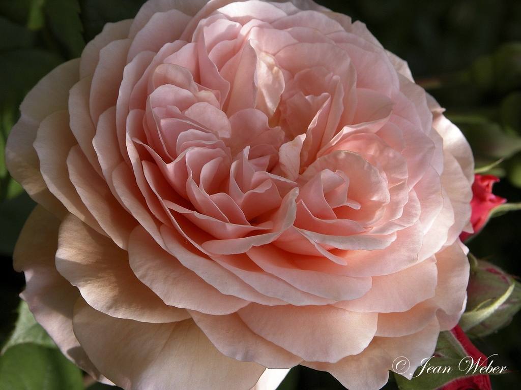 Flower detail