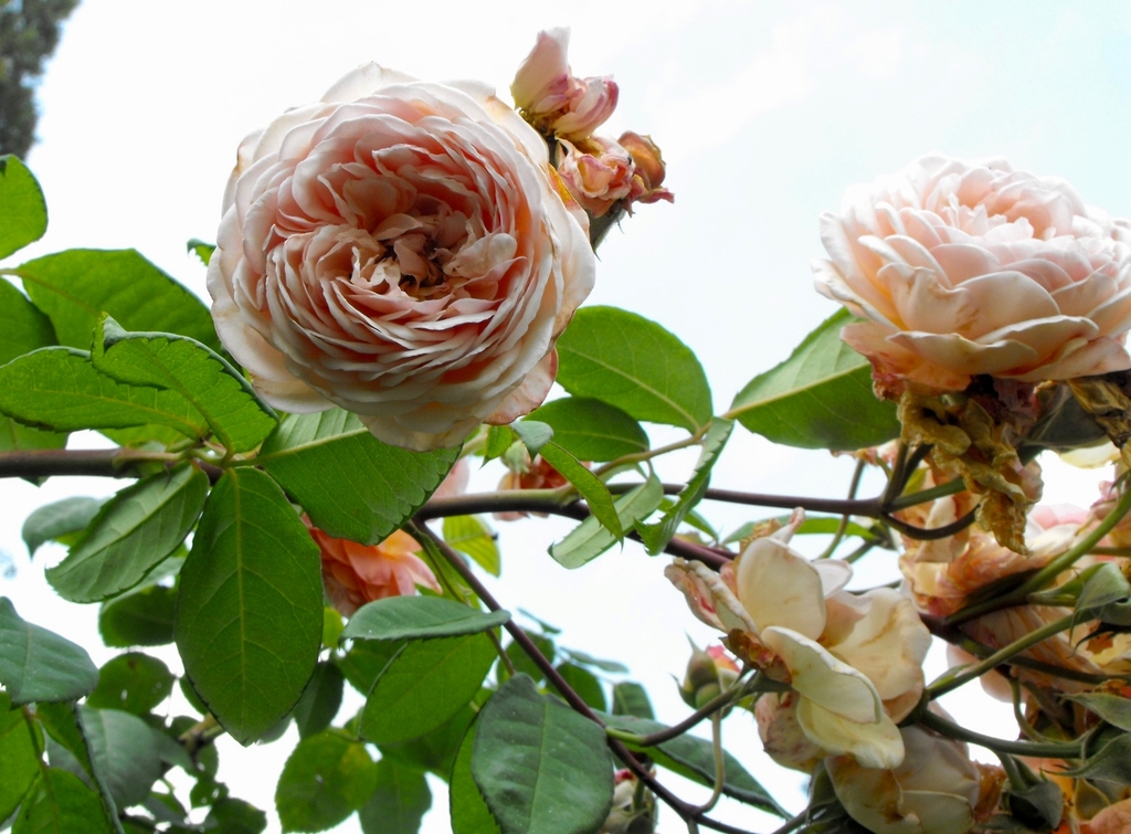Flowers and leaves