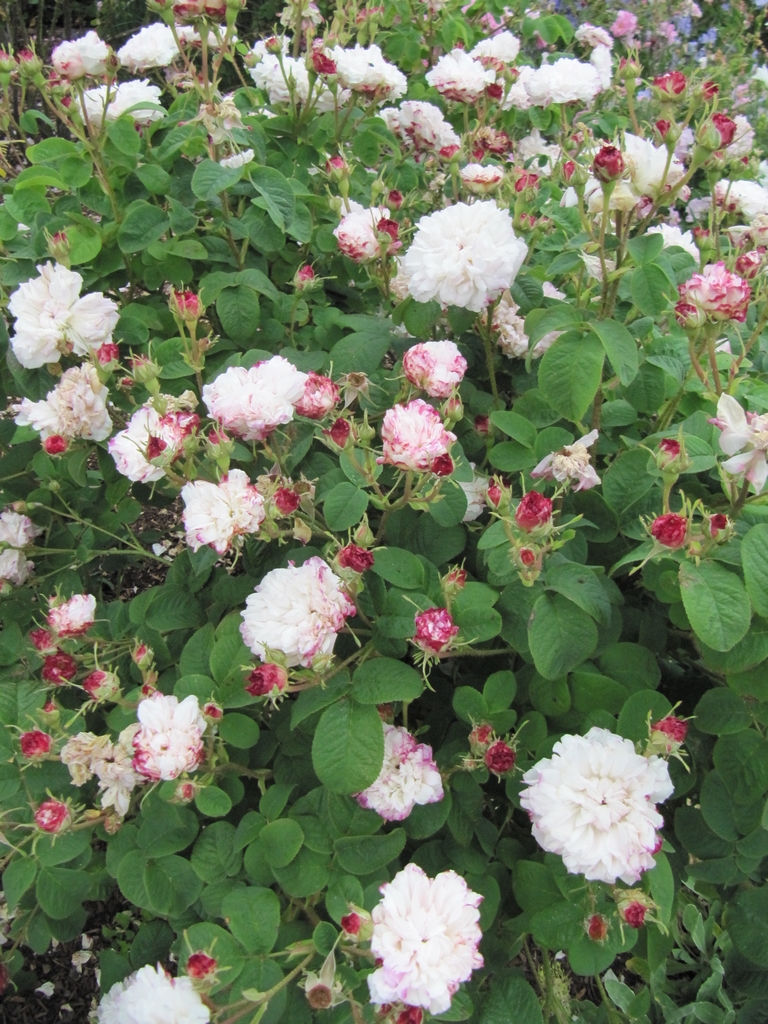 Form in bloom