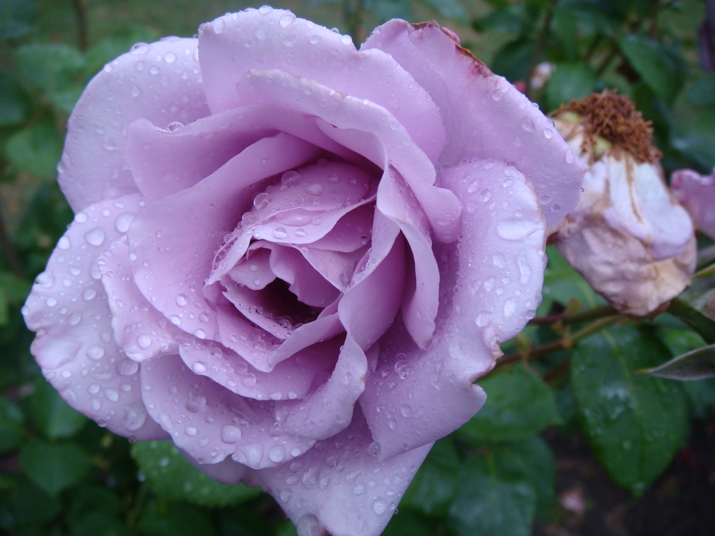 Flower detail