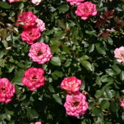Form in bloom