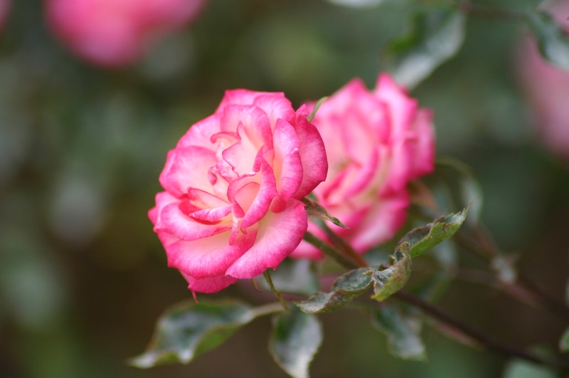Small flowers with whitish petals that are pink at the edges.