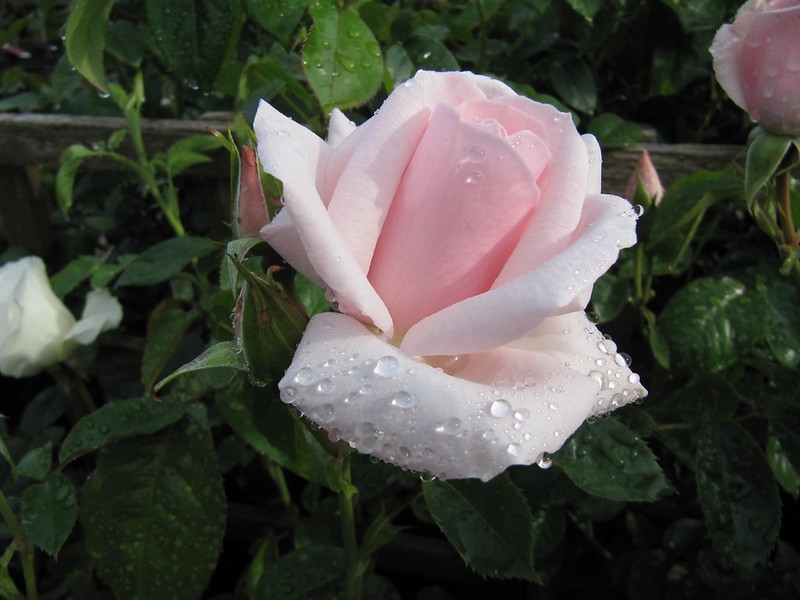 Blush pink, fully double rose.