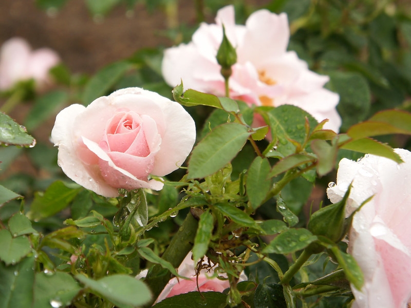 a pair of fully double medium pink roses.