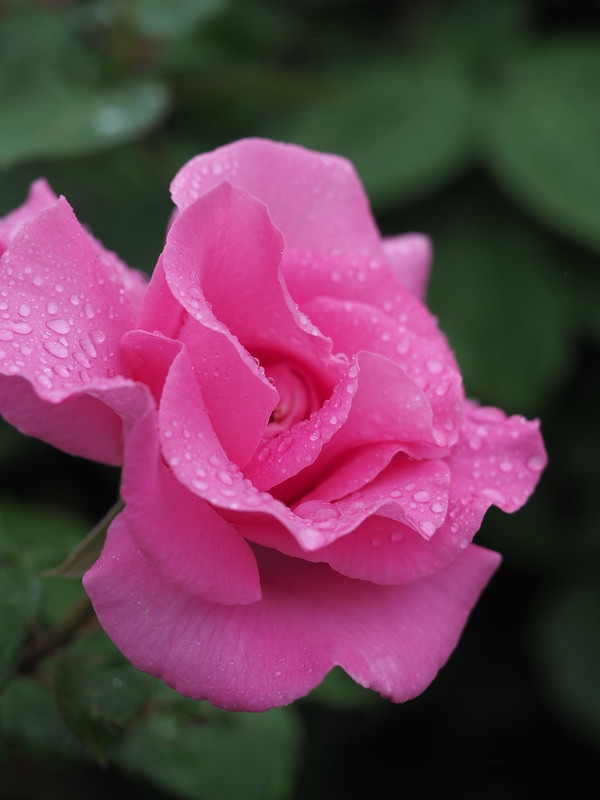 Pink fully double hybrid tea rose