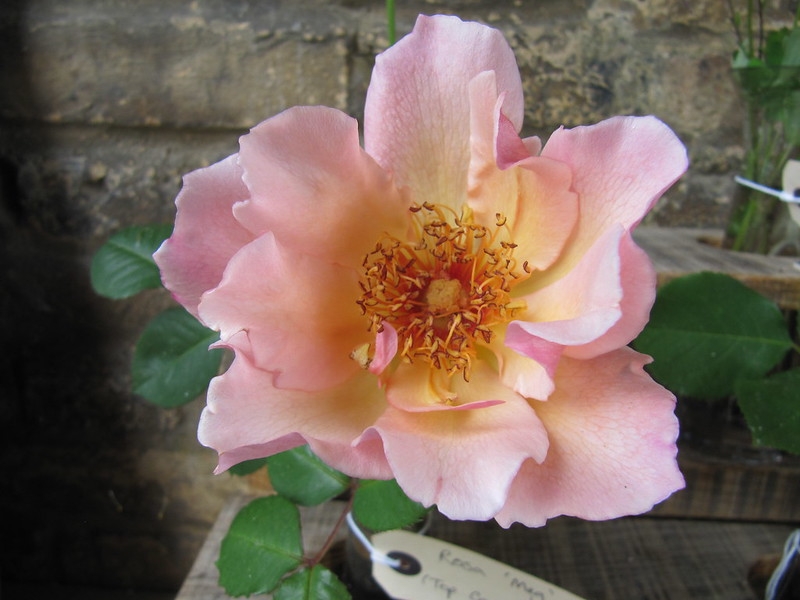 A semi-double pinkish apricot rose