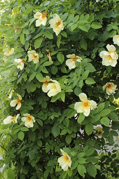 Rosa 'Mermaid'