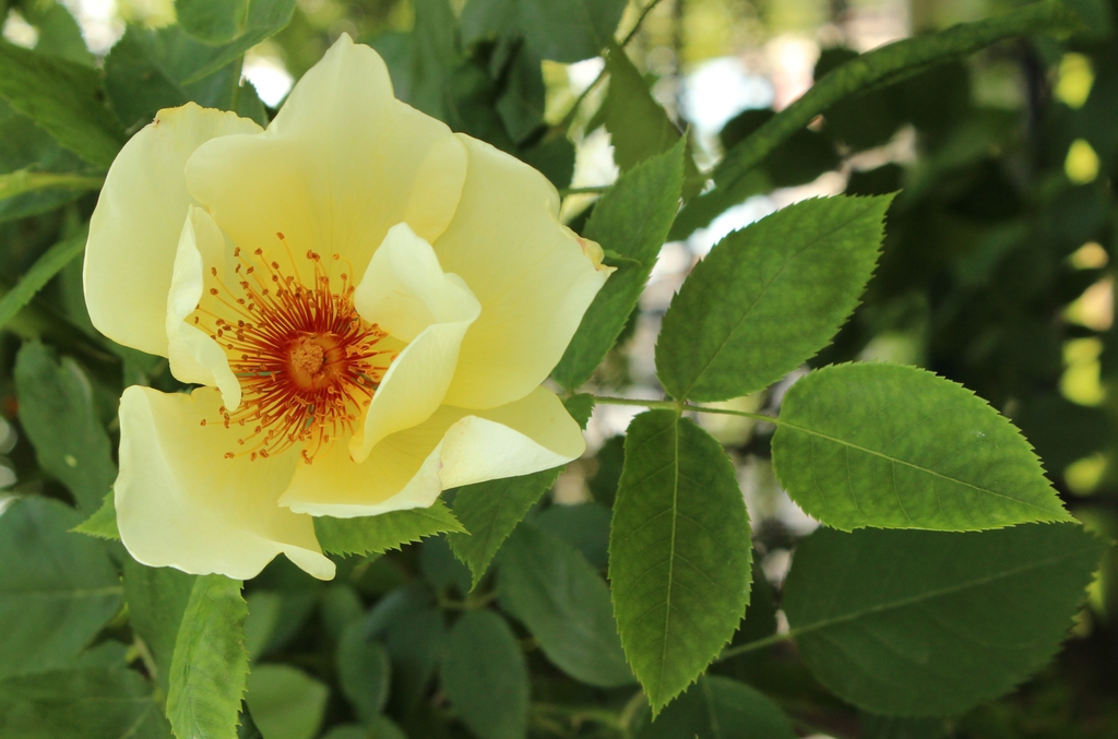 Rosa 'Mermaid'