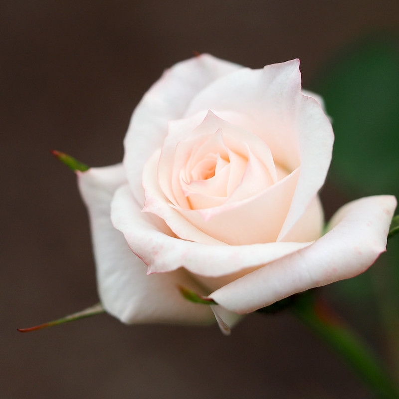 Blush pink, fully double rose.