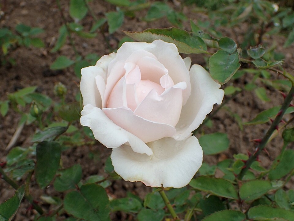 Flower with off-white 3 layered petals with a touch of pink