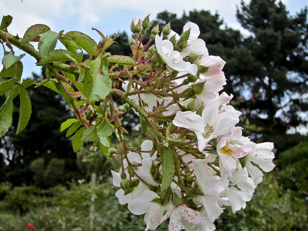 Flowers and stems with prickles
