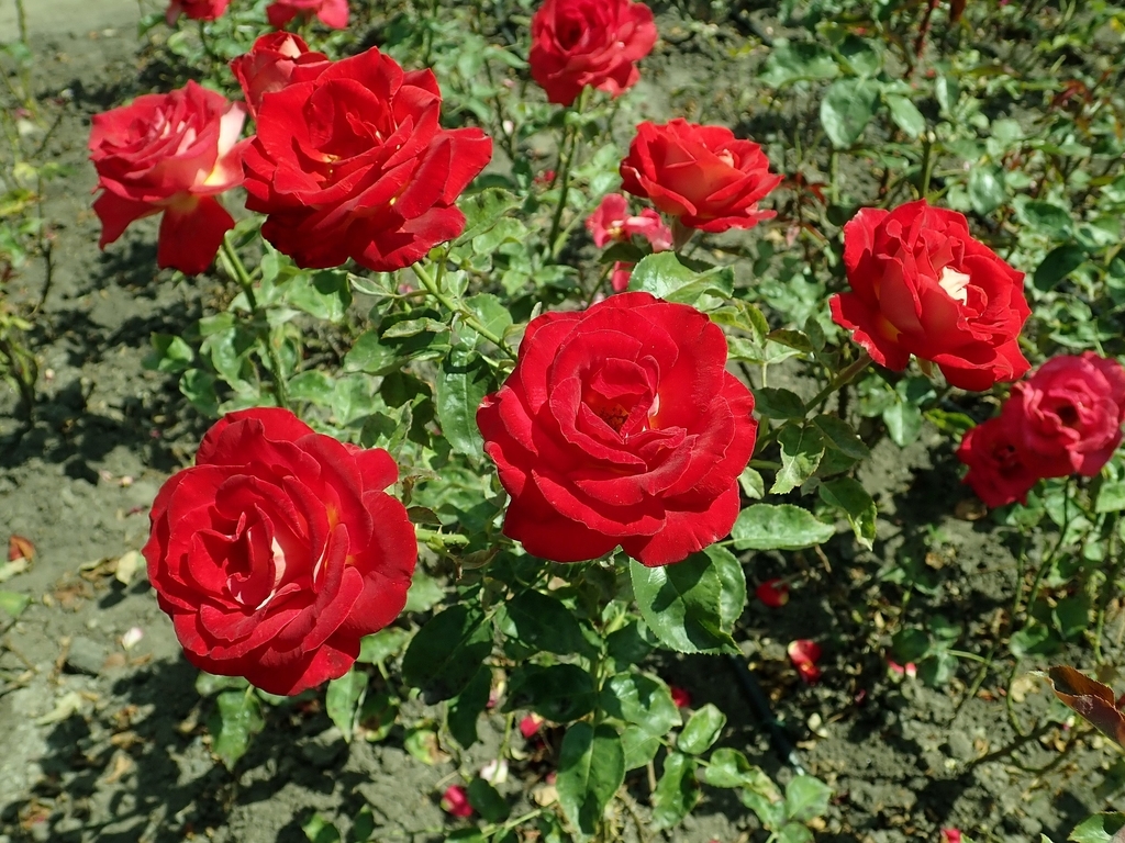 A group of red, fully double flowers.