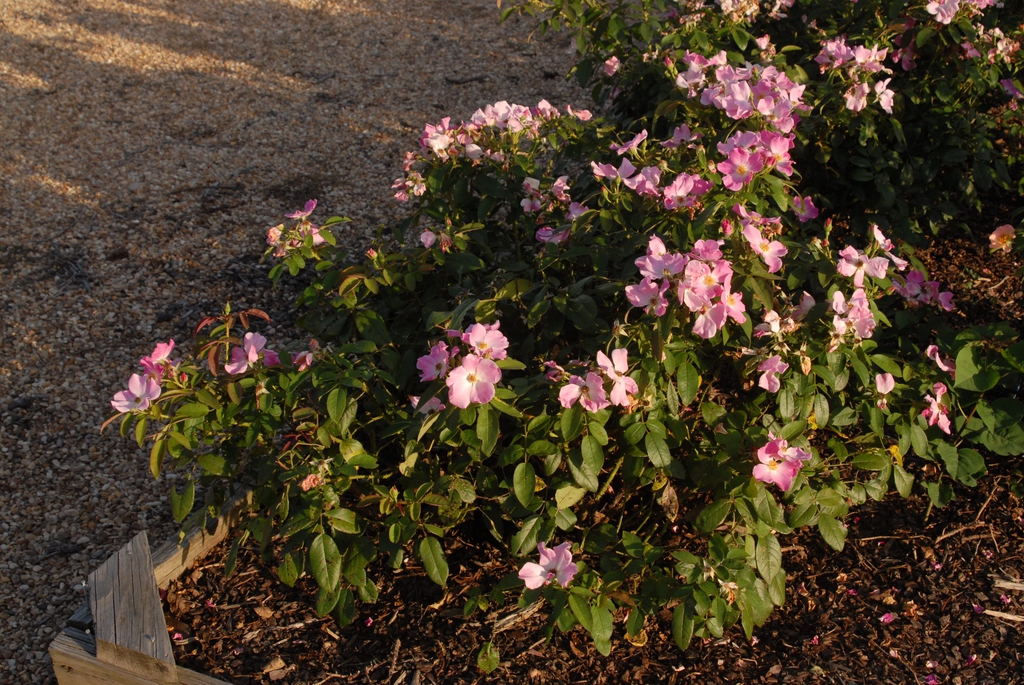 Flower Form