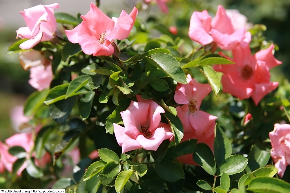 Flowers and leaves of Coral 'NOAla'
