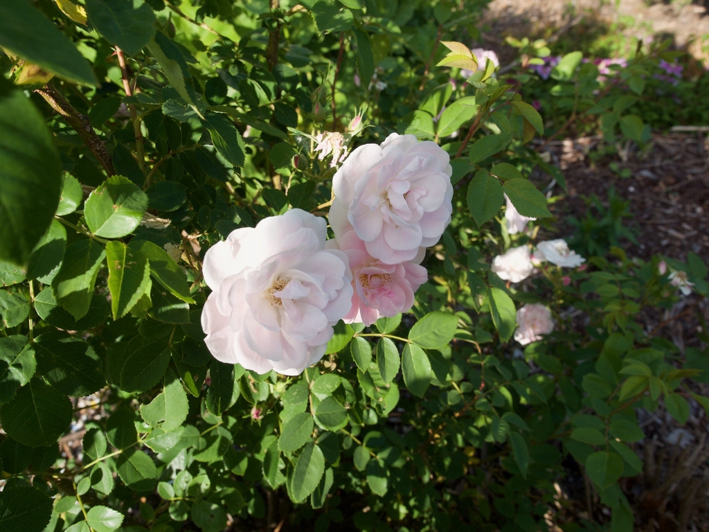 Rosa 'Nympenburg'