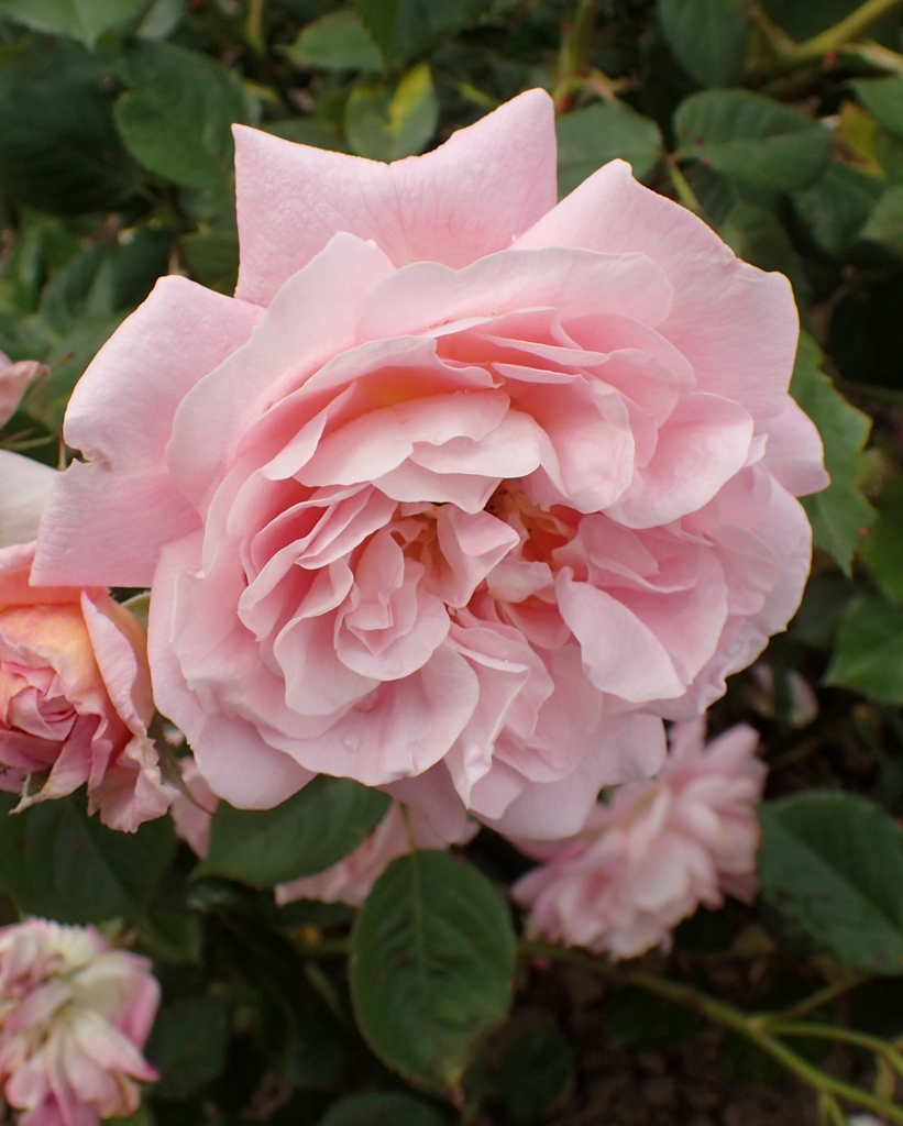 Close up of flower