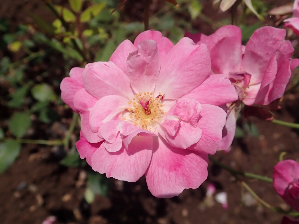 Flower detail