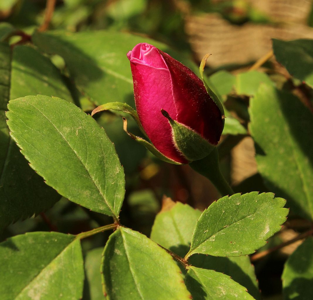 Bud and leaves