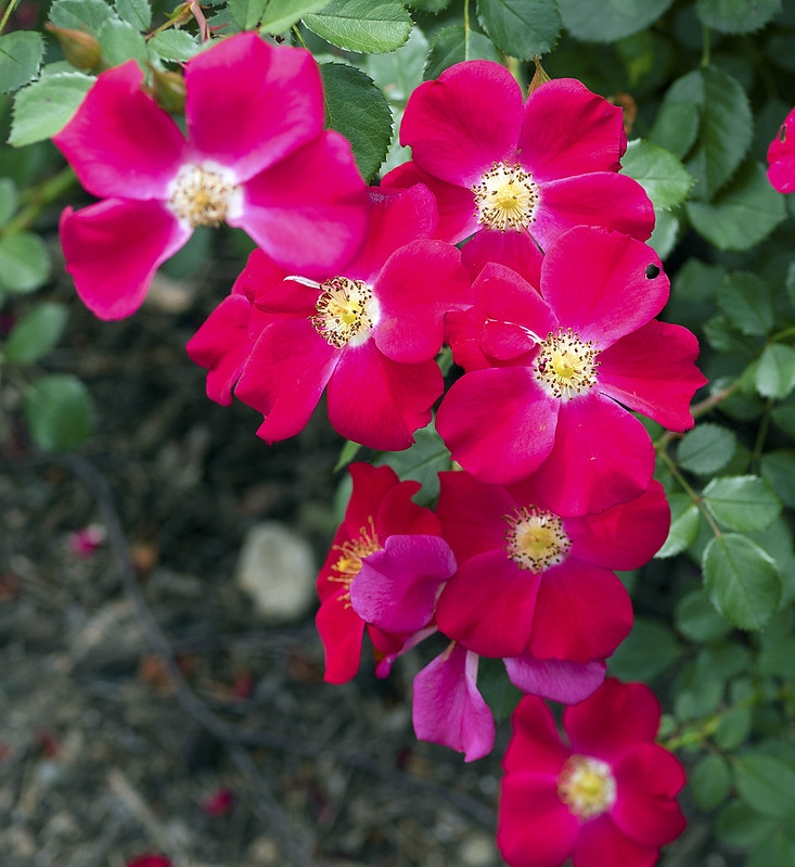 Single cherry red flowers.
