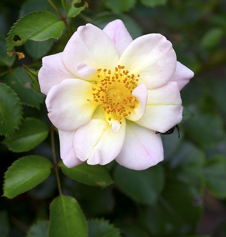 Single very pale pink flowers.