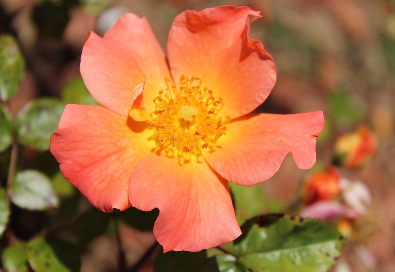 Single pale orange flower.
