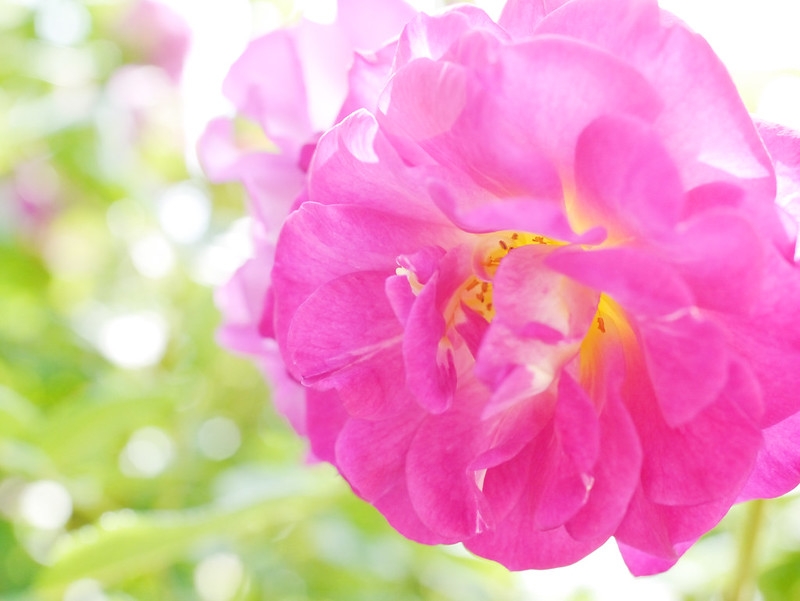 Pink fully double hybrid rose