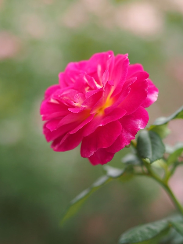 Pink fully double hybrid rose