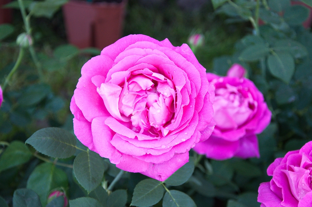 Flowers