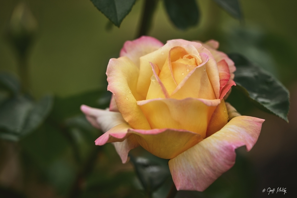 Close-up of a blush pink, yellow, fully double rose.