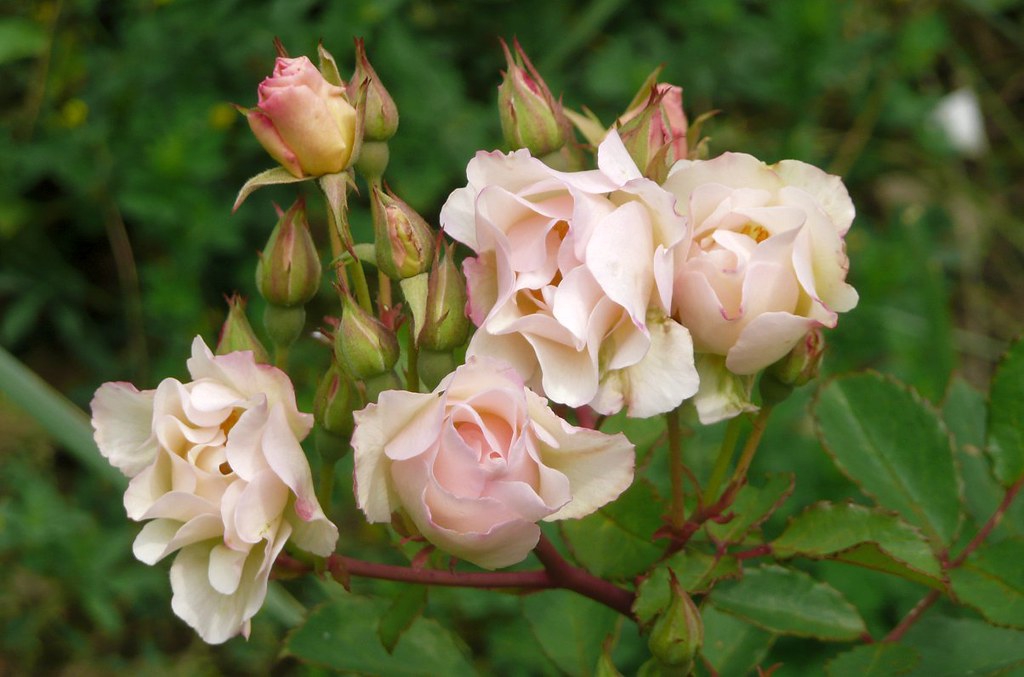 Rosa 'Penelope'