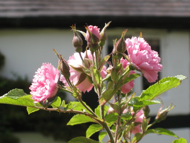 Rosa 'Pink Grootendoorst'