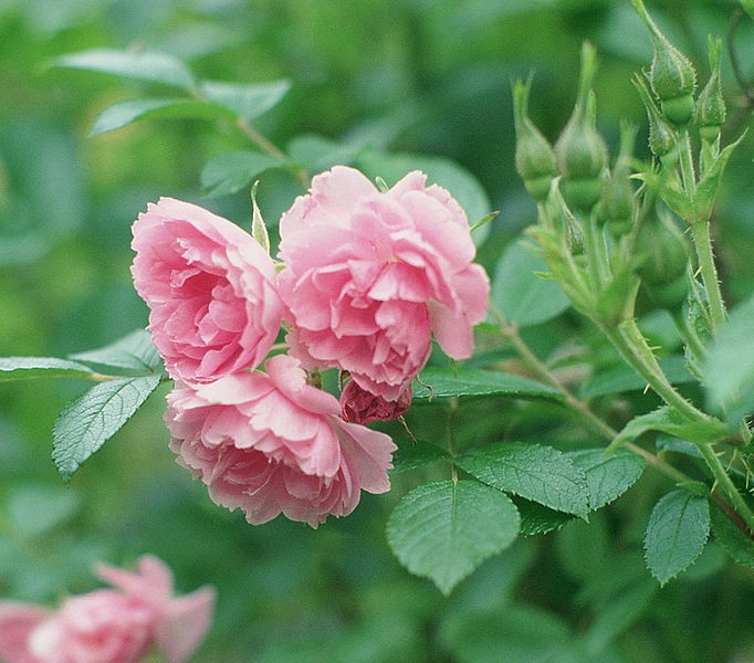 Rosa 'Pink Grootendoorst'