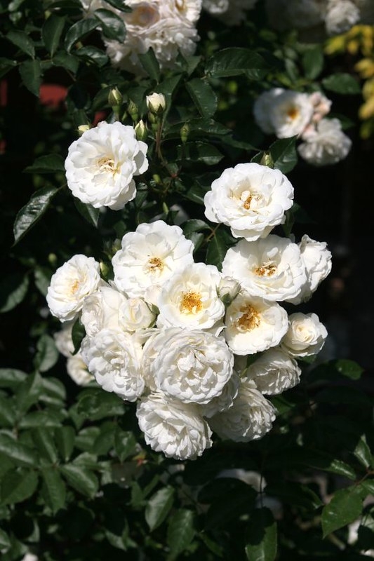 Clusters of white, fully double rose flowers.