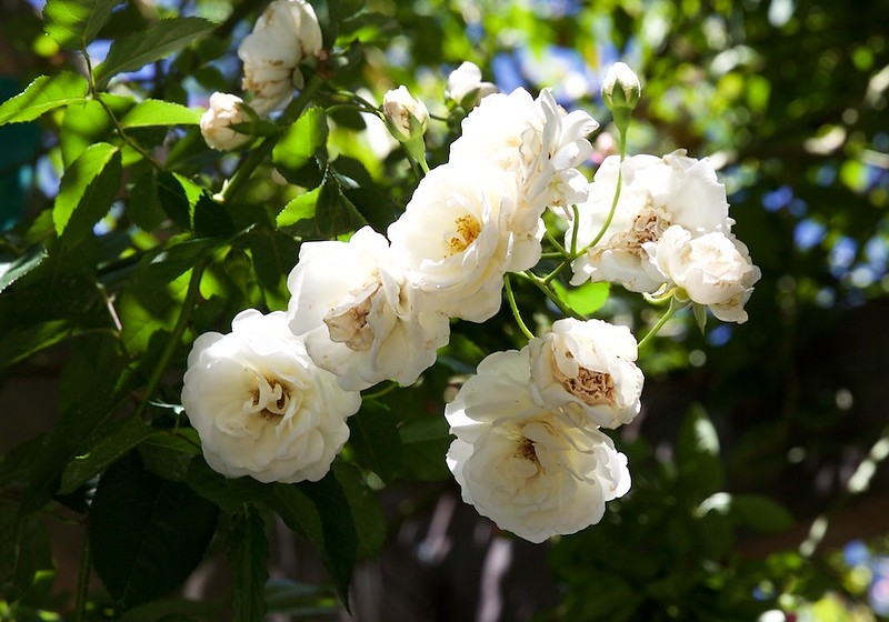 Clusters of white, fully double rose flowers.