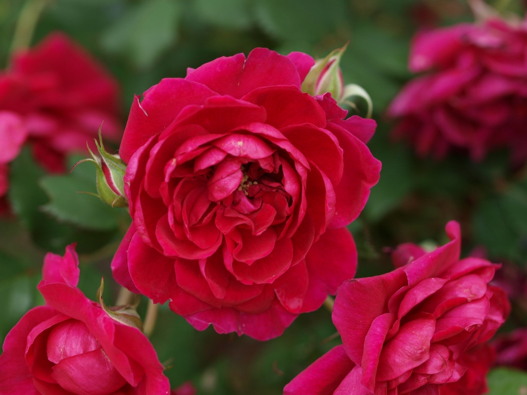 Flowers of 'Quadra'