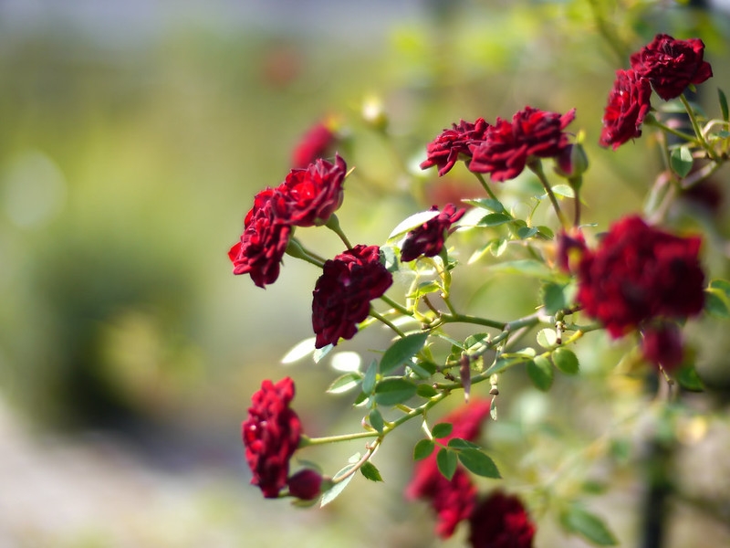 A trailing branch with many, small, red, double roses.