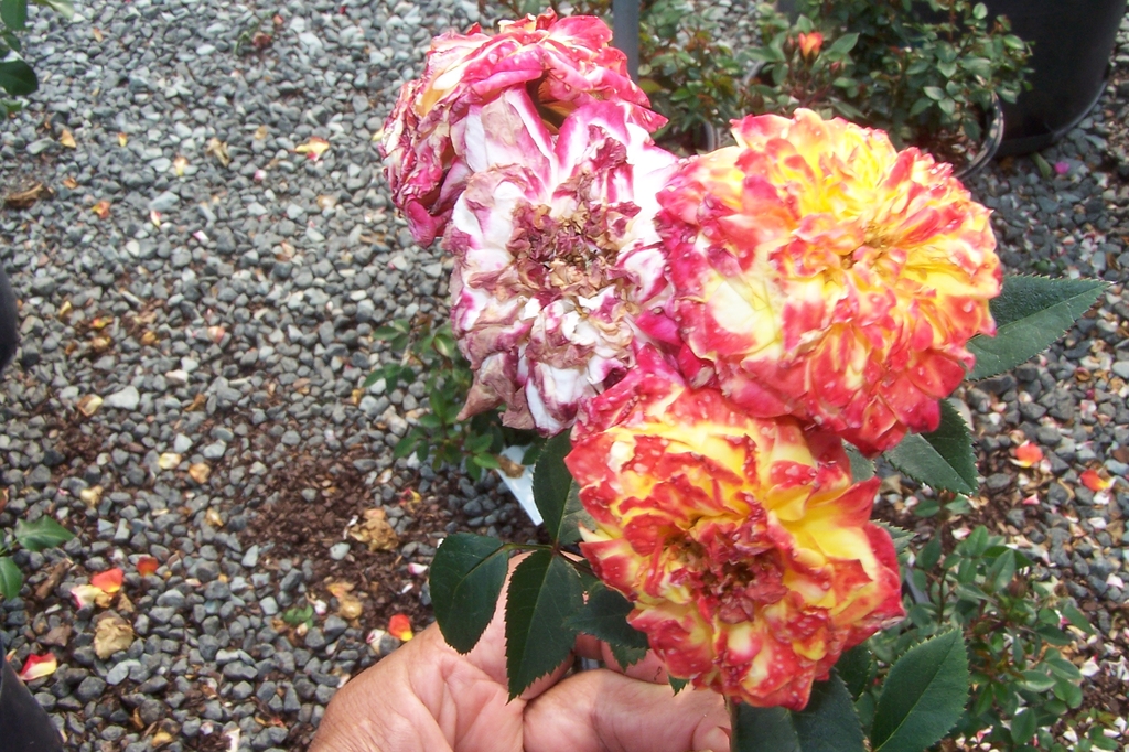 Bunch of 4 flowers past their bloom - Petals are orange & red.
