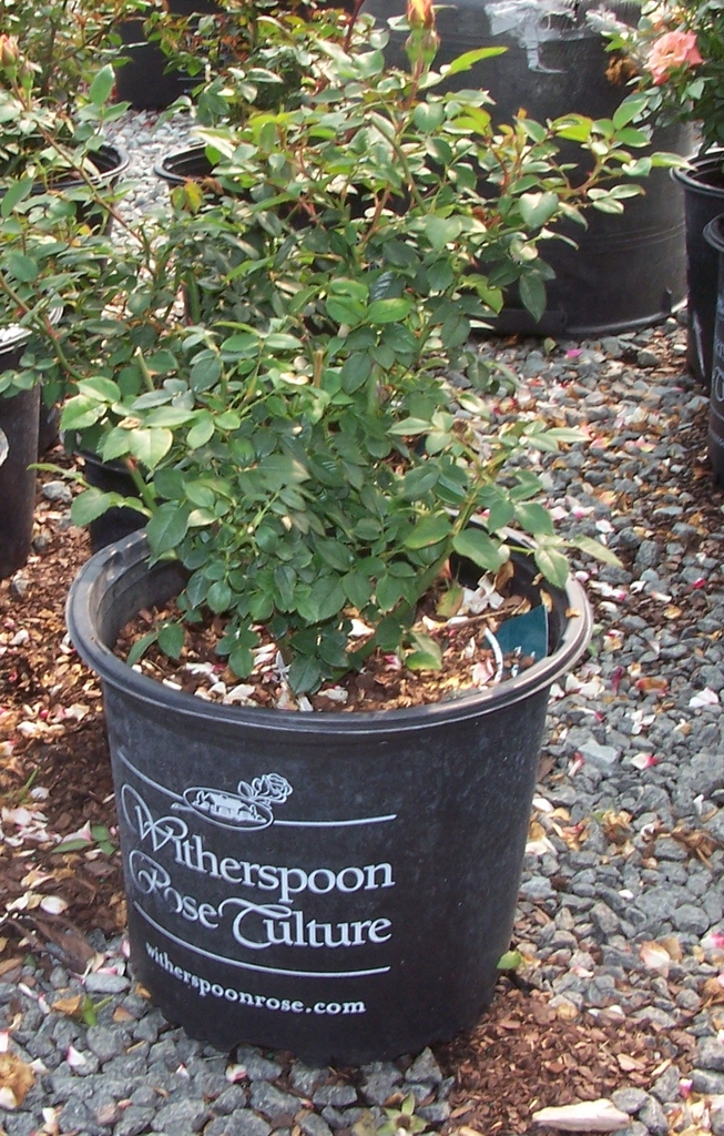 Form in a pot at a nursery in Durham, North Carolina