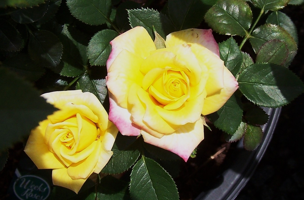 Two flowers in bloom - yellow with pink border on outer petals
