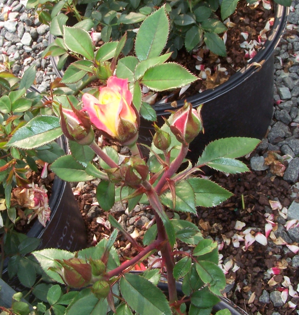 Bunch of 9 flower buds with one with Yellow/Red petal sprouting