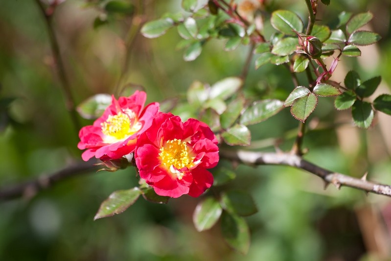 Two semidouble red roses from leavy branches.