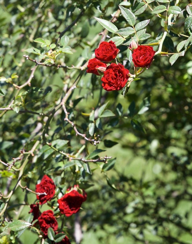 A trailing branch with many, small, red, double roses.