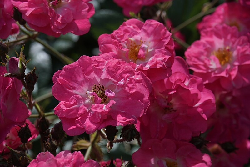 Rosa 'Robin Hood'